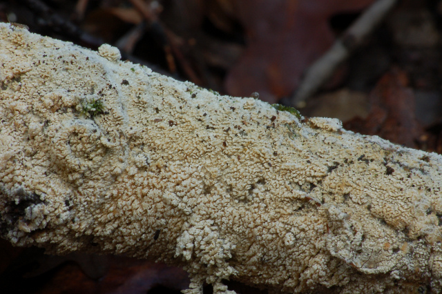 Un giretto tra le quercie